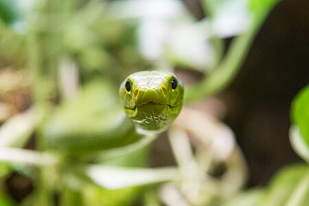Happ Reptile Zoo Klagenfurt