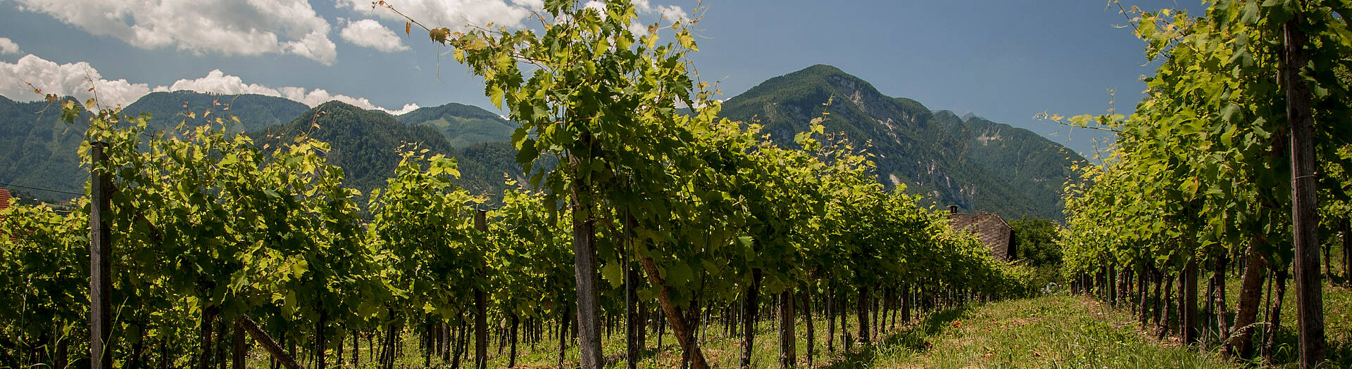 Weinberg in der Gemeinde Sittersdorf in Südkärnten Klopeiner See