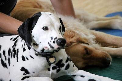 Hundewellness in Ortners Eschenhof