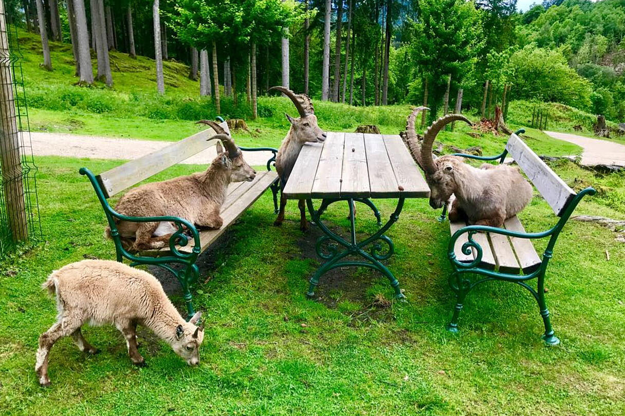 Claudia Sittner Steinboecke am Picknicktisch Tierpark Rosegg Steinboecke am Picknicktisch Tierpark Rosegg