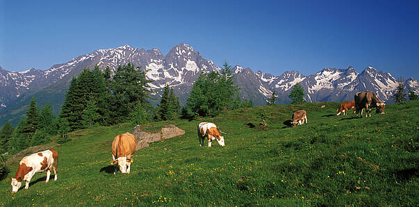 Kuehe auf der Moaralm im Nationalpark Hohe Tauern