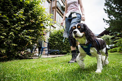 Ortners Eschenhof Urlaub mit Hund