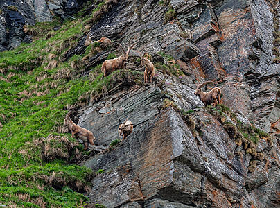 The Ibex House