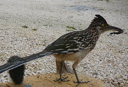 Vanni&rsquo;s Vogelwelt